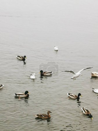 Photo for Ducks in the pond, cold season. seagulls by the water. Lots of waterfowl in the lake. Birds of different sizes in the river. - Royalty Free Image
