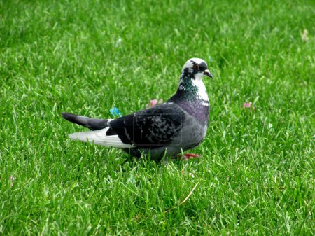 Téléchargez les photos : Common lone city pigeon (Columba livia) stands on green grass. Animals in the city. Bird on a bright green background - en image libre de droit