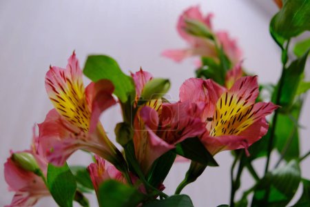 Foto de Numerosas flores pequeñas de Alstroemeria, una planta herbácea rizomatosa tuberosa sudamericana. Brotes multicolores de un pequeño híbrido de lirio - Imagen libre de derechos