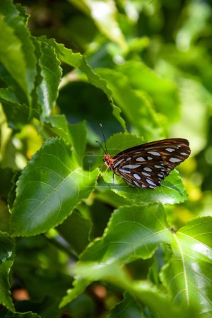 Téléchargez les photos : Papillon crétillaire du Golfe Dione vanillae, perches sur une vigne de passiflore dans le sud-ouest de la Floride au printemps. - en image libre de droit