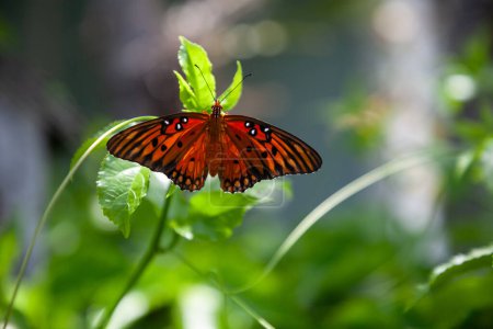 Téléchargez les photos : Papillon crétillaire du Golfe Dione vanillae, perches sur une vigne de passiflore dans le sud-ouest de la Floride au printemps. - en image libre de droit