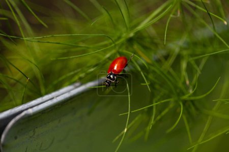 Marienkäfer Coccinellidae im Garten als biologische Schädlingsbekämpfung auf Spargelfarn.