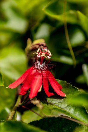 Photo for Scarlet flame passion flower passiflora vitifolia blooms on a vine in spring in Florida - Royalty Free Image