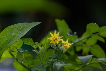 Gelbe Kirschtomatenblüte auf einer grünen Pflanze in einem Bio-Garten in Florida