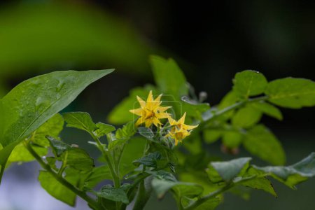 Photo for Yellow cherry tomato flower on a green plant in an organic garden in Florida - Royalty Free Image