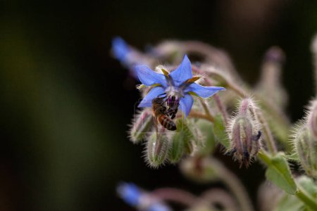Téléchargez les photos : Abeille à miel recueillant le nectar d'une fleur de bourrache pourpre Borago officinalis dans un jardin en Floride. - en image libre de droit