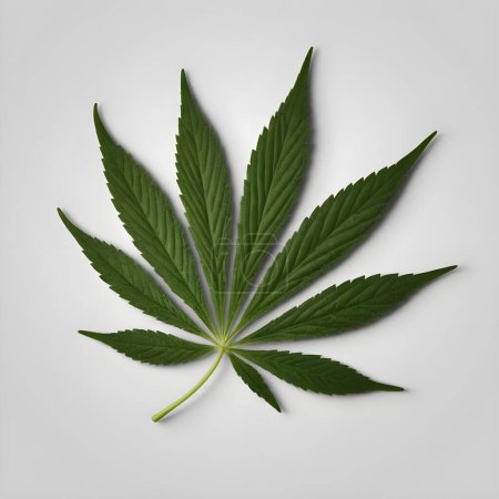 Ein einsames, lebhaftes grünes Cannabisblatt ist vor einem schroffen weißen Hintergrund zentriert und zeigt seine komplizierten gezackten Kanten