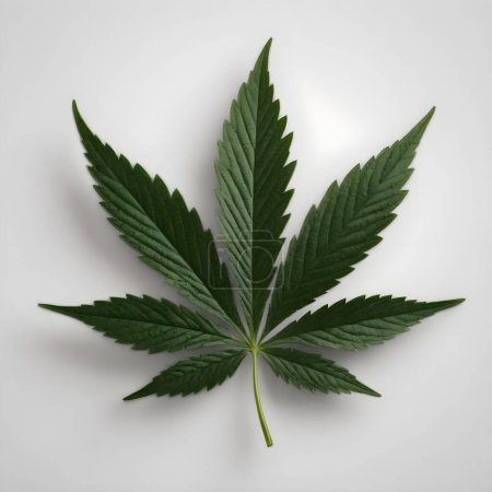 A solitary, vibrant green cannabis leaf is centered against a stark white backdrop, showcasing its intricate serrated edges