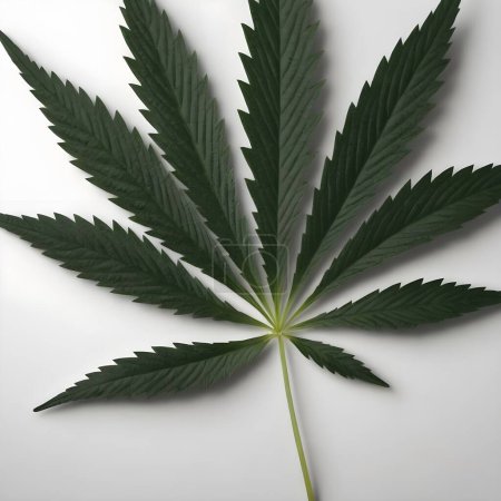 Ein einsames, lebhaftes grünes Cannabisblatt ist vor einem schroffen weißen Hintergrund zentriert und zeigt seine komplizierten gezackten Kanten