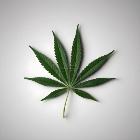 Une feuille de cannabis verte solitaire et vibrante est centrée sur un fond blanc craquant, mettant en valeur ses bords dentelés complexes.