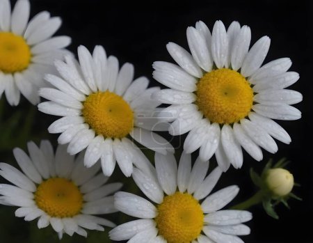 A cluster of white daisies with vibrant yellow centers is delicately adorned with dewdrops. They stand out in stark contrast to the dark background