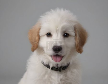 Nettes flauschiges Portrait Lächeln Welpenhund, der auf klarem Hintergrund isoliert in die Kamera schaut, lustiger Moment, schöner Hund, Haustierkonzept