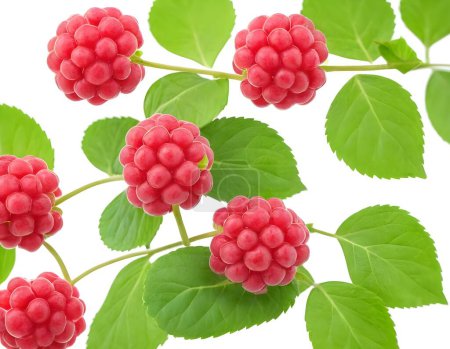 red raspberries with green leaves on a white background. The raspberries are clustered together and appear juicy and ready to eat. The white background creates a clean and simple backdrop