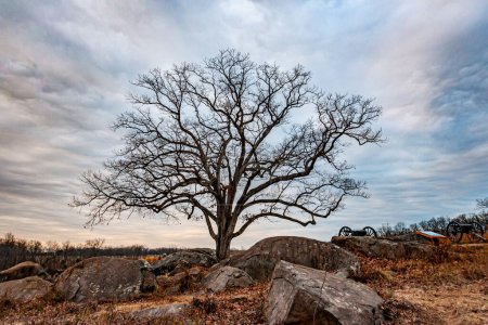 Téléchargez les photos : Witness Tree at the Golden Hour, Gettysburg National Military Park, Pennsylvanie États-Unis, Gettysburg, Pennsylvanie - en image libre de droit
