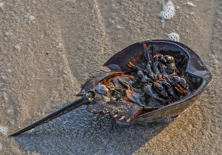 Foto de Horseshoe Crab, Cape May, New Jersey USA, Cape May Point, New Jersey - Imagen libre de derechos
