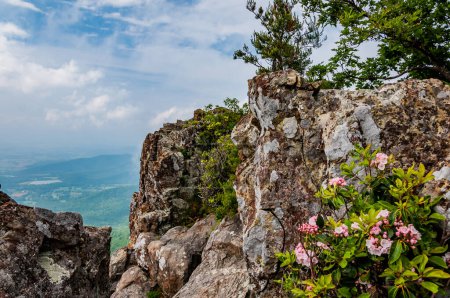 Photo for Mountain Laurel on Little Stony Man Cliffs, Shenandoah National Park, Virginia USA, Virginia - Royalty Free Image