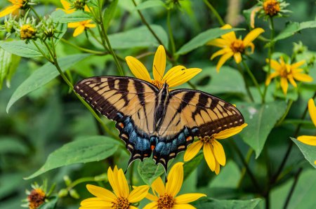 Foto de Eastern Swallowtail Butterfly, Shenandoah National Park, Virginia USA, Virginia - Imagen libre de derechos
