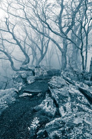Téléchargez les photos : The Appalachian Trail on a Foggy Morning, Shenandoah National Park Virginia USA, Virginia - en image libre de droit