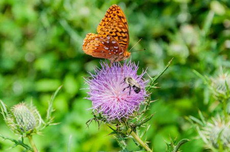 Foto de Butterfly Season in Shenandoah National Park, Virginia USA, Virginia - Imagen libre de derechos