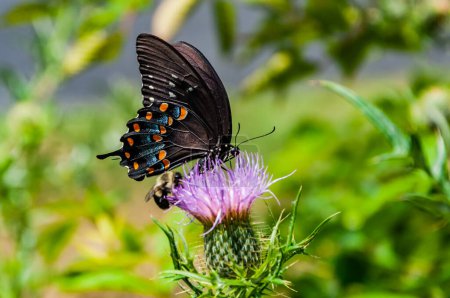 Foto de Black Swallowtail Butterfly on Thistle, Shenandoah National Park Virginia USA, Virginia - Imagen libre de derechos