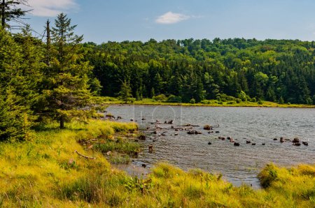 Téléchargez les photos : A Beautiful Morning at Spruce Knob Lake, West Virginia USA, West Virginia - en image libre de droit