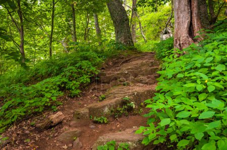 Photo for A Summer Walk in the Appalachian Mountains, Virginia USA, Virginia - Royalty Free Image