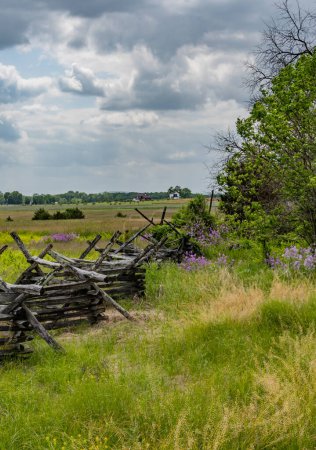 Téléchargez les photos : Phlox violet sur le champ de bataille de Gettysburg, Pennsylvanie États-Unis - en image libre de droit