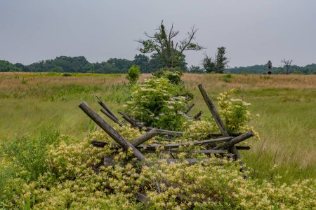 Téléchargez les photos : Fleurs de chèvrefeuille et fumée de feu de forêt, Gettysburg Battlefield USA - en image libre de droit