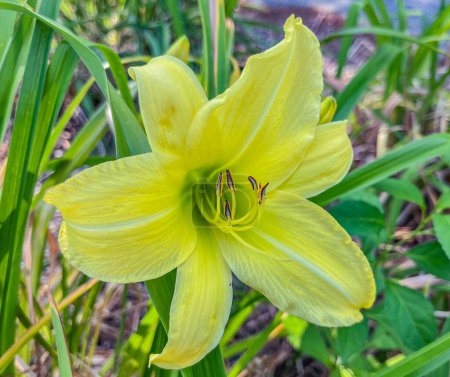 Téléchargez les photos : Fleur de Lys jaunes au début de l'été, York Comté Pennsylvanie USA - en image libre de droit