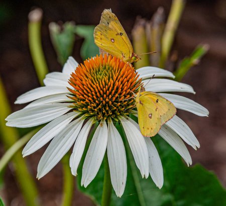 Téléchargez les photos : Papillons sur conifère blanc, Antietam National Battlefield, Maryland USA - en image libre de droit