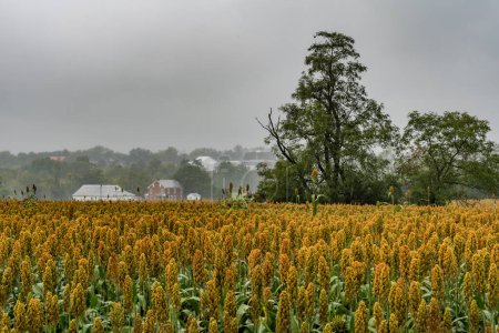 Foto de Un día lluvioso de otoño en el campo de batalla de Gettysburg, Pensilvania, EE.UU. - Imagen libre de derechos