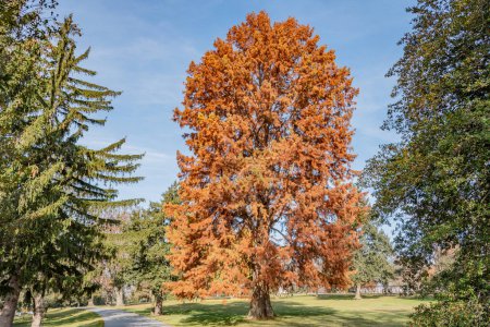 Photo for Cyprus Tree in Autumn, Soldiers National Cemetery, Gettysburg PA USA - Royalty Free Image