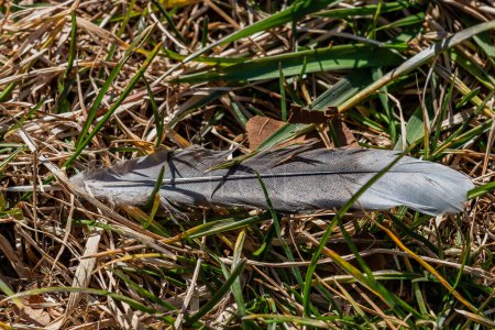 Téléchargez les photos : A Feather on the Battlefield, Antietam Maryland États-Unis - en image libre de droit