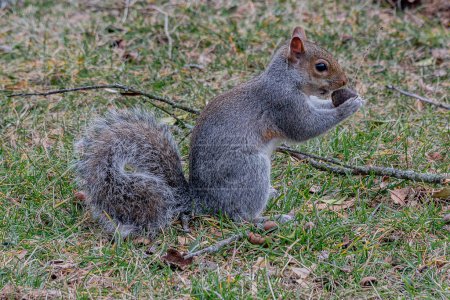 Ein Eichhörnchen macht, was ein Eichhörnchen am besten kann, Gettysburg Pennsylvania USA