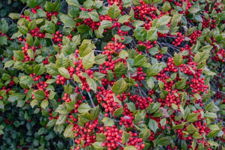 Holly Berries on a Blustery March Afternoon, Gettysburg Pennsylvanie USA