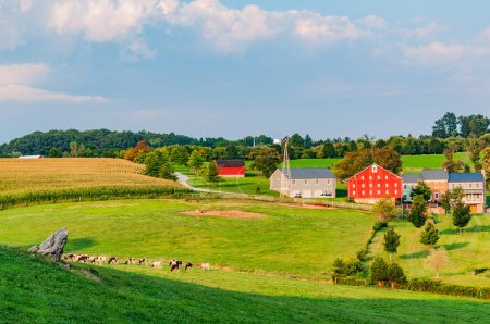 Téléchargez les photos : Vaches broutant dans les champs d'une ferme de Pennsylvanie États-Unis - en image libre de droit