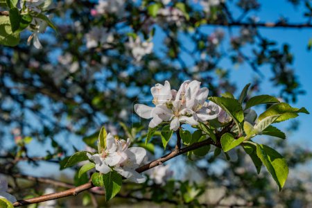 Apfelblüten an einem Frühlingnachmittag, Gettysburg Pennsylvania USA