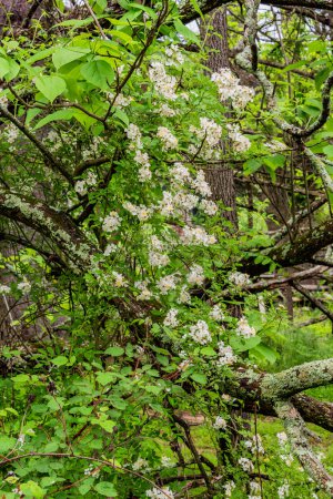 Wild Rose Blooms Among the Fallen Trees, Adams County Pennsylvania USA