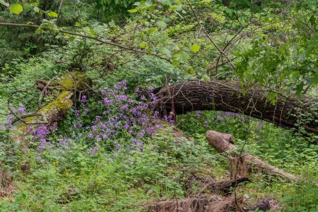 Phlox and a Fallen Tree on a Rainy Afternoon, Adams County Pennsylvania USA