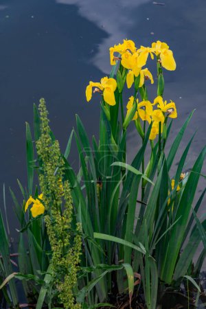 Wilde Iris entlang des Chesapeake und Delaware Canal, Maryland USA