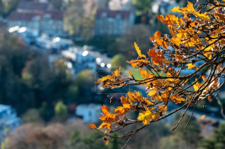 Téléchargez les photos : Une branche avec des feuilles décolorées à l'automne et un tassement en arrière-plan. - en image libre de droit