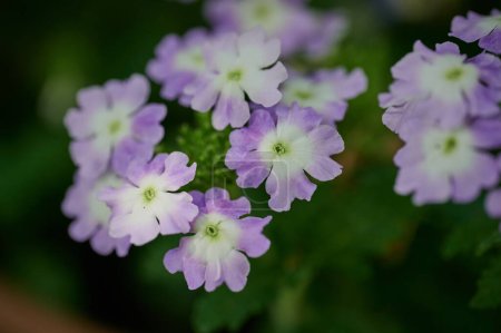 Téléchargez les photos : Fleurs violettes délicates dans le jardin - en image libre de droit