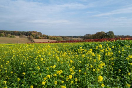 Téléchargez les photos : Une prairie aux fleurs jaunes est faite pour briller par le soleil d'automne. - en image libre de droit