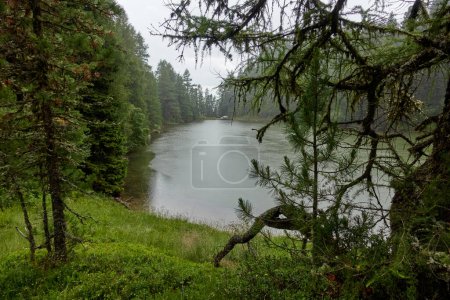 Téléchargez les photos : Un petit lac entouré d'une forêt dense de conifères verts luxuriants par un jour de pluie. - en image libre de droit