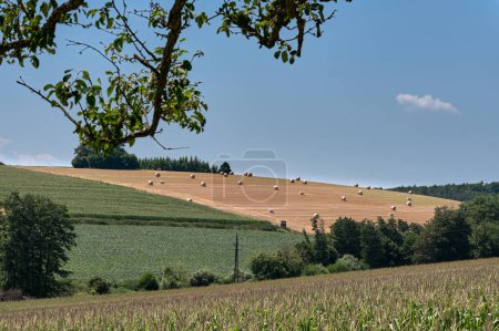 Foto de Vista sobre un paisaje agrícola con algunas pacas de paja en un prado más distante. En primer plano hay un árbol y un campo de maíz. - Imagen libre de derechos
