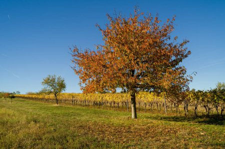Téléchargez les photos : Un arbre aux feuilles automnales et colorées au bord d'un vignoble au ciel bleu sans nuages. - en image libre de droit