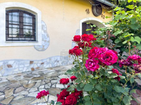 Téléchargez les photos : Une ancienne ferme datant de 1803 est embellie par un rosier fleuri. - en image libre de droit