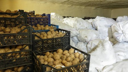 Téléchargez les photos : Caisses en plastique avec pommes de terre et sacs blancs de pommes de terre dans l'entrepôt frigorifique. Stockage des pommes de terre fraîches - en image libre de droit