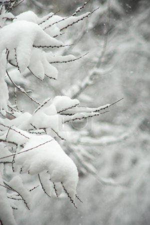 A close-up of snow-covered tree branches against a soft, out-of-focus background. The delicate beauty of nature in winter.