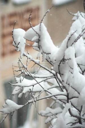 A close-up of snow-covered tree branches against a soft, out-of-focus background. The delicate beauty of nature in winter.